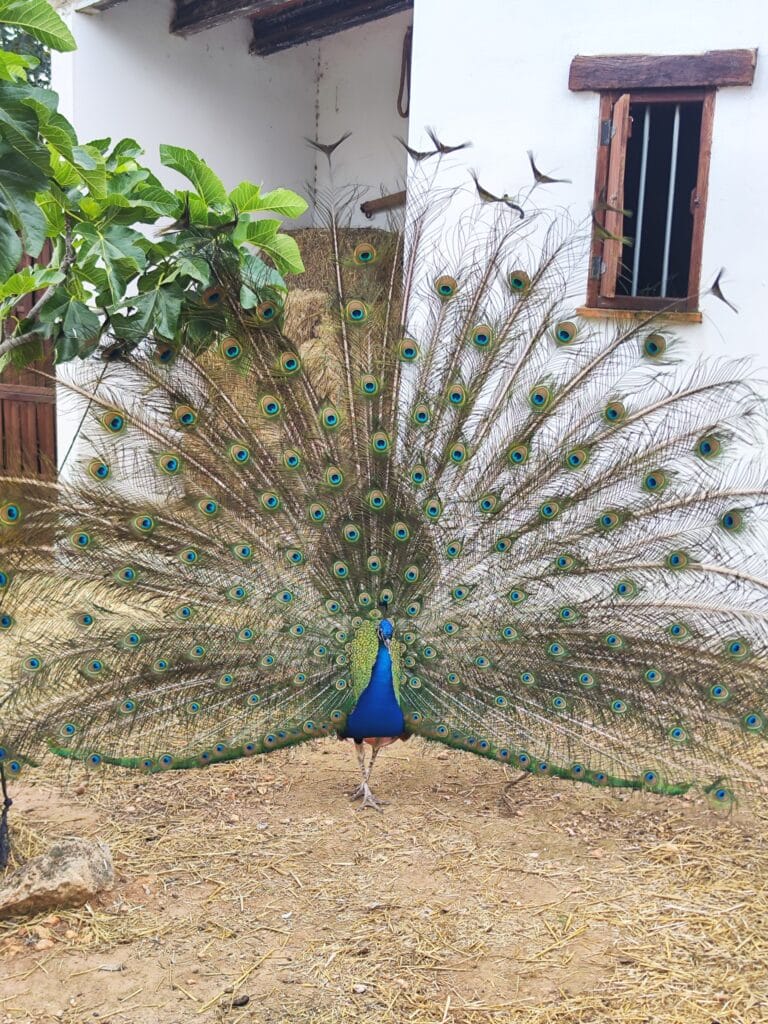 ¡Día genial en la granja! Hemos pasado un gran día y ¡hemos podido tocar serpien...